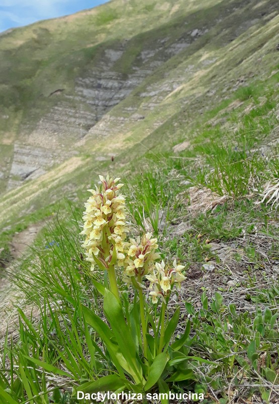 Prime fioriture di orchidee sui Monti della Laga  giugno 2021.